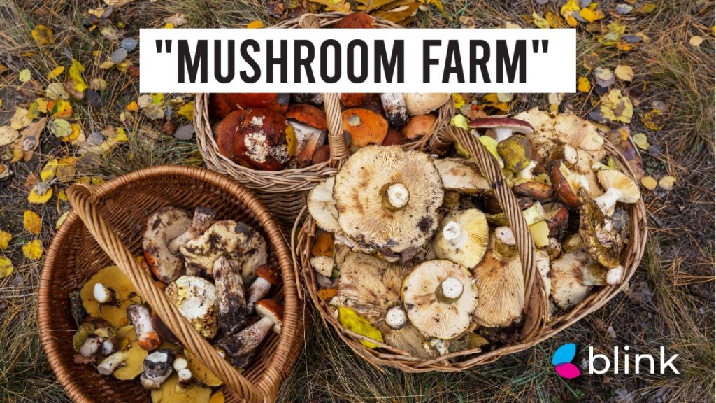 Mushroom Food Farm Business Ideas