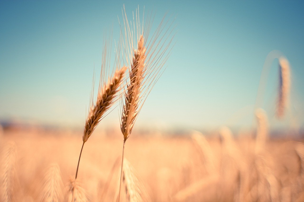 Two strands of wheat in a field
